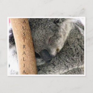 koala australia postcard