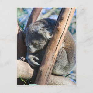 Koala - Australia Postcard