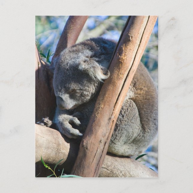 Koala - Australia Postcard (Front)
