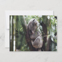 Koala Baby Postcard