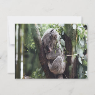 Koala Baby Postcard