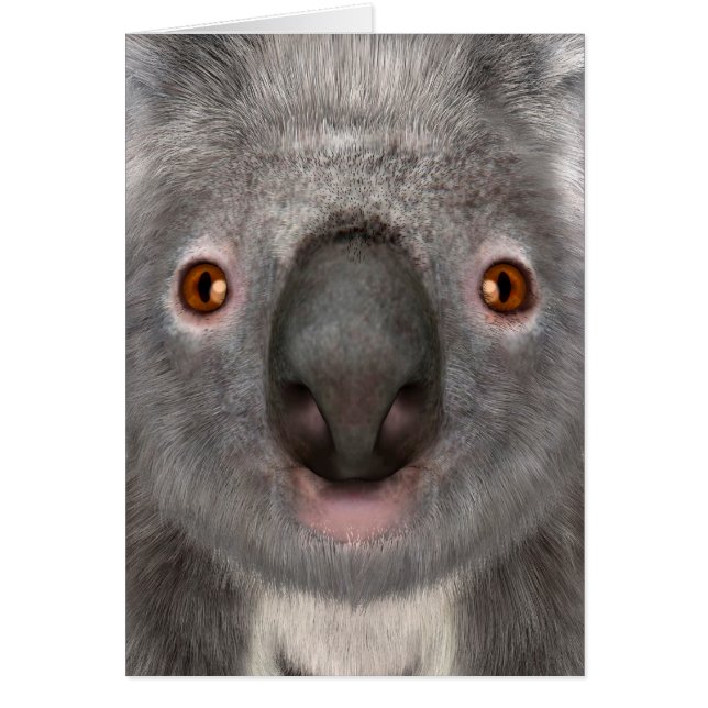 Koala Bear (Front)