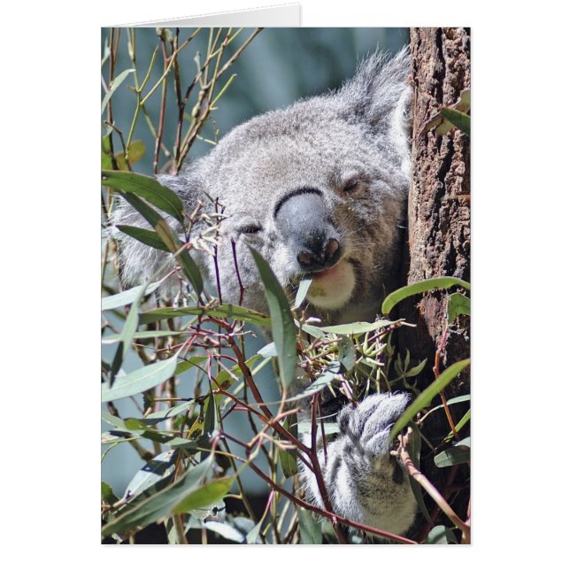 Koala bear (Front)