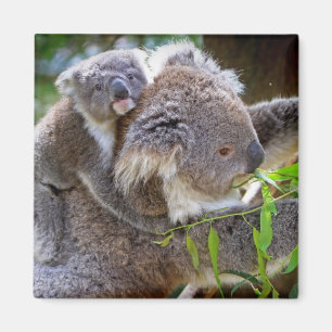 Koala Bear Aussi Safari Peace Love Nature Destiny Magnet