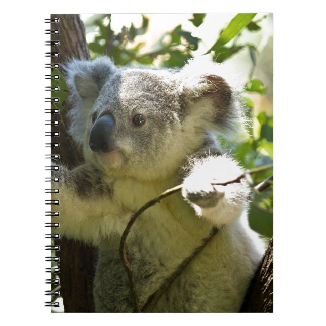 Koala Bear Aussi Safari Peace Love Nature Destiny Notebook (Front)