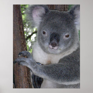 Koala Bear Aussi Safari Peace Love Nature Destiny Poster