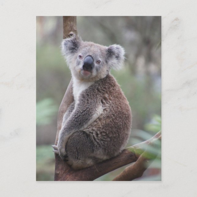 koala bear Aussie outback bush tree forest climb Postcard (Front)