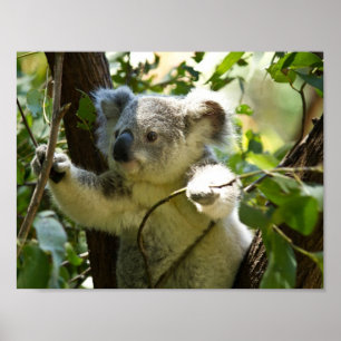 koala bear Aussie outback bush tree forest climb Poster