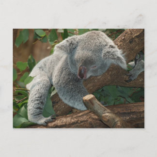 Koala Bear Australia Teddy Sleep Postcard