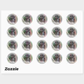 Koala Bear Bookplate Sticker