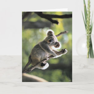 Koala Bear Card