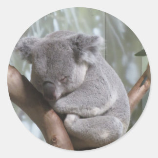 koala bear classic round sticker