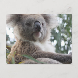 Koala Bear Facts Postcard