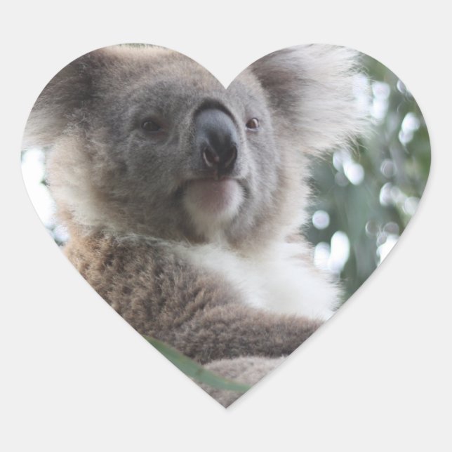Koala Bear Facts Stickers (Front)