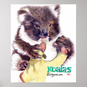 Koala Bear Fine Art  Print and Poster