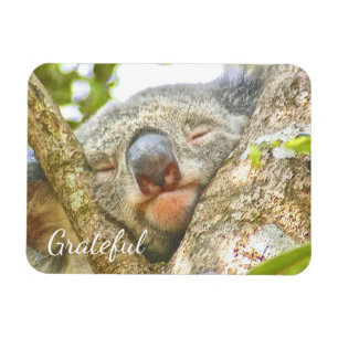 Koala Bear Gratitude Magnet