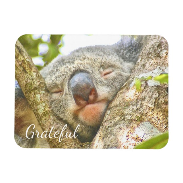 Koala Bear Gratitude Magnet (Horizontal)