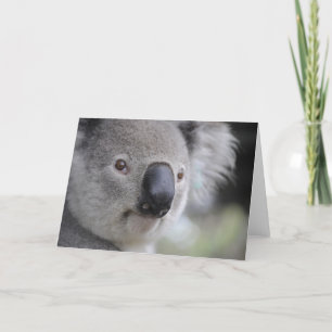Koala Bear Holiday Card