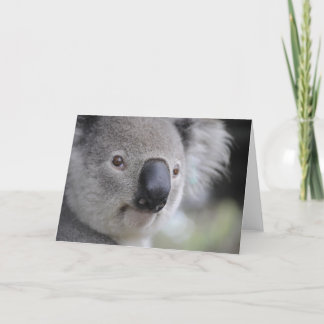Koala Bear Holiday Card