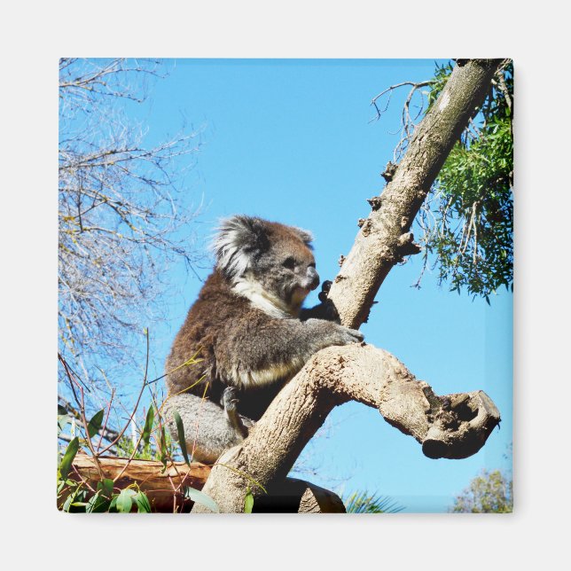Koala Bear In Old Pine Tree, Fridge Magnet (Front)