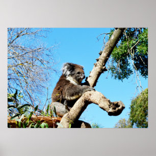 Koala Bear In Old Pine Tree, Poster