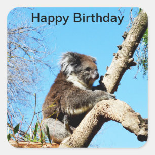 Koala Bear In Old Pine Tree, Square Sticker