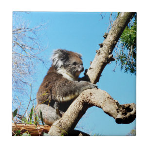 Koala Bear In Old Pine Tree, Tile