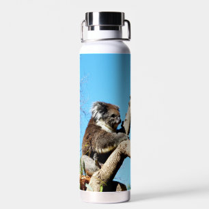 Koala Bear In Old Pine Tree, Water Bottle