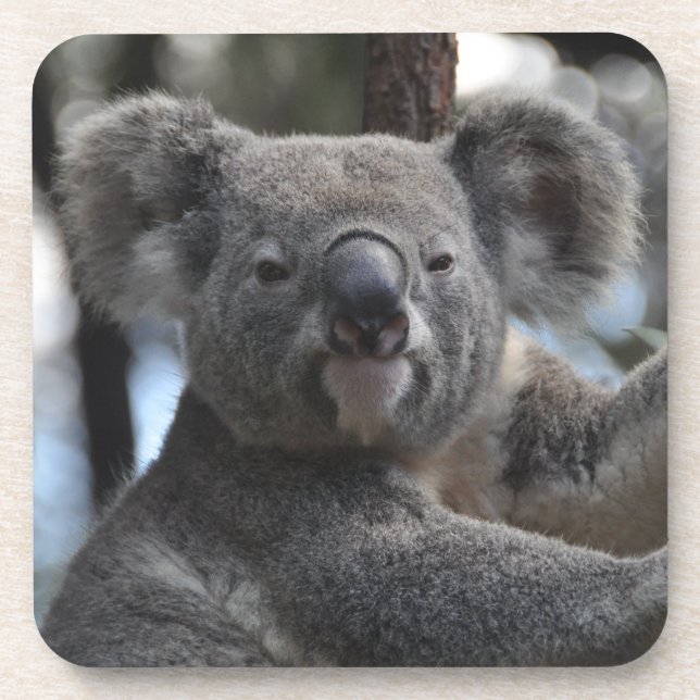 Koala Bear in Tree Coaster (Front)