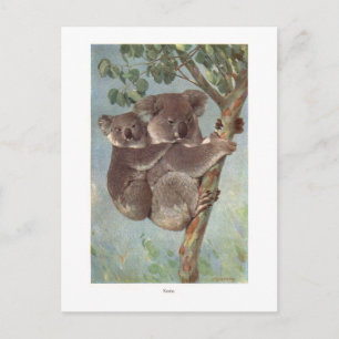 Koala Bear in Tree illustration Postcard
