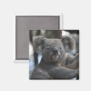 Koala Bear in Tree Magnet