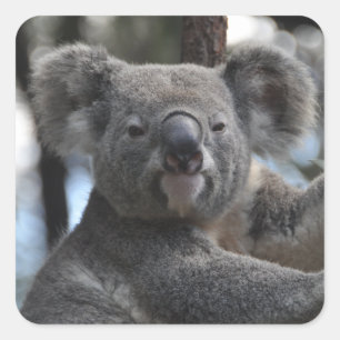 Koala Bear in Tree Square Sticker