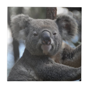 Koala Bear in Tree Tile