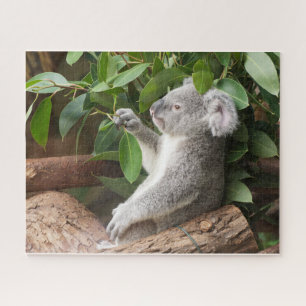 Koala Bear  Jigsaw Puzzle
