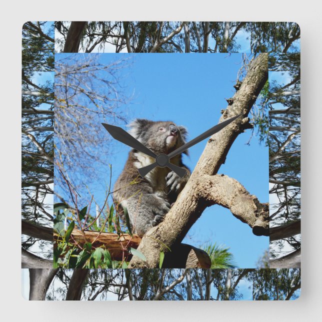 Koala Bear Just Chillin, Square Wall Clock (Front)