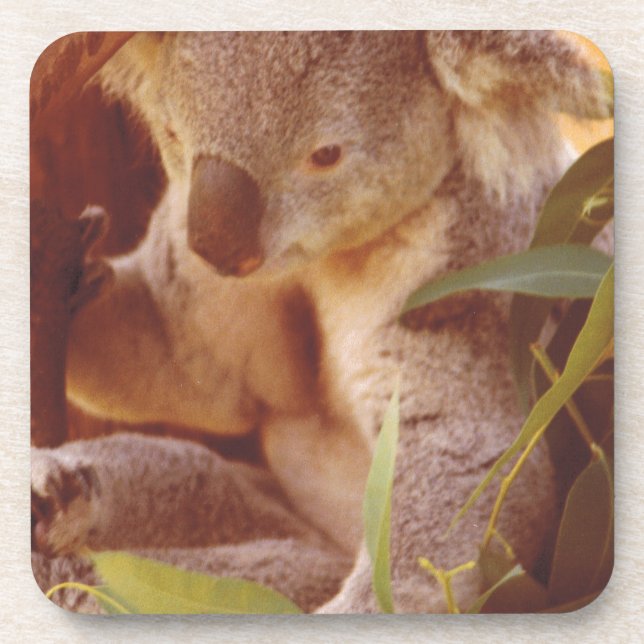Koala Bear Love Coaster (Front)