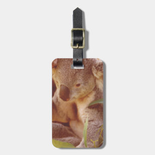 Koala Bear Love Luggage Tag