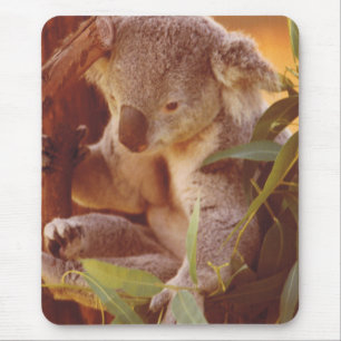 Koala Bear Love Mouse Mat
