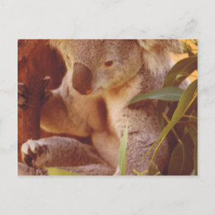 Koala Bear Love Postcard