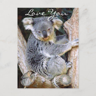 Koala Bear Love_ Postcard