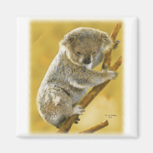 Koala Bear Magnet