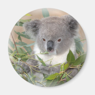 Koala Bear Magnet