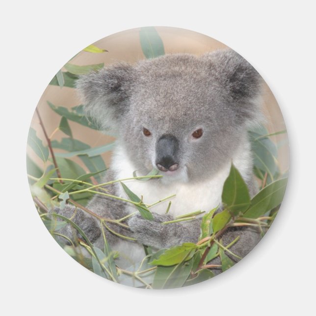 Koala Bear Magnet (Front)