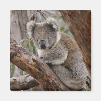 Koala Bear Magnet