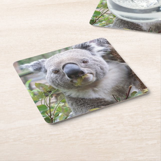Koala Bear Paper Coaster (Angled)