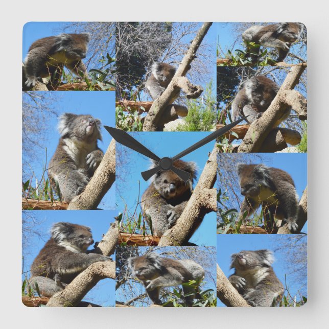 Koala Bear Photo Collage, Square Wall Clock (Front)