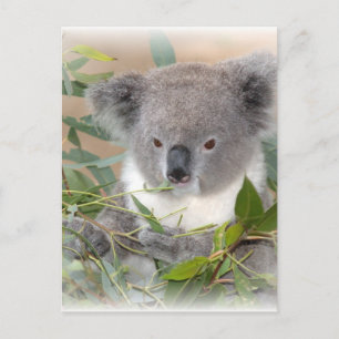 Koala Bear Postcard