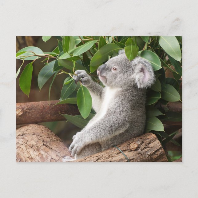 Koala Bear  Postcard (Front)