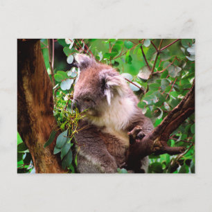 Koala Bear Postcard