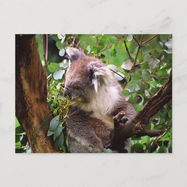 Koala Bear  Postcard (Front)